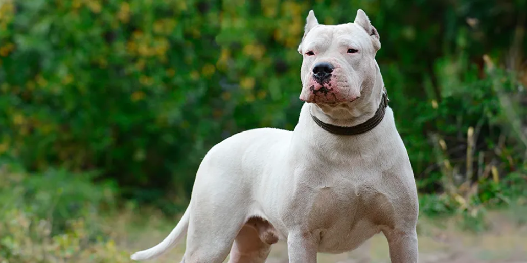 Dogo Argentino